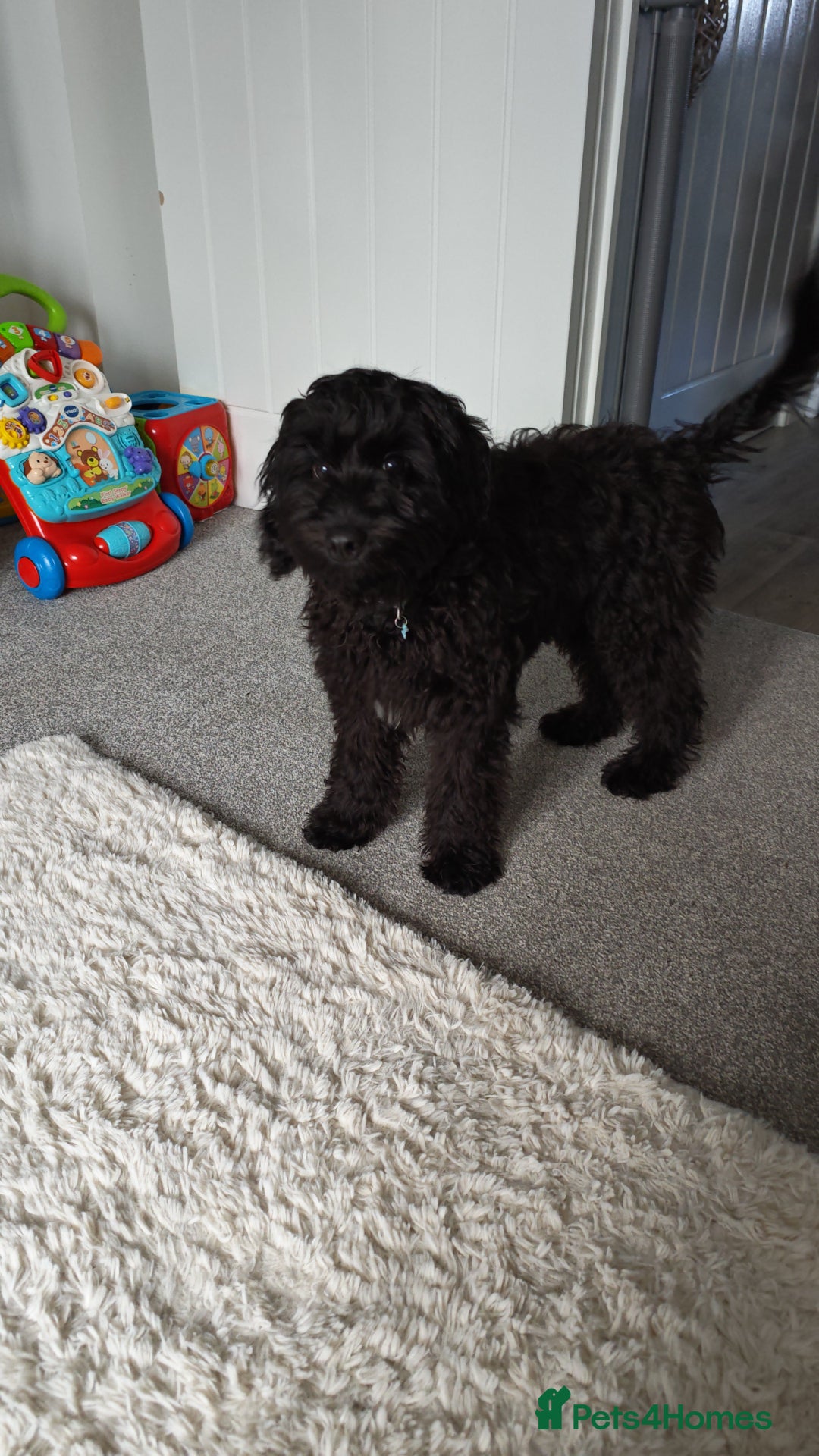 Cockapoo dogs for sale: 5 Month Old CockerPoo - Advert 1