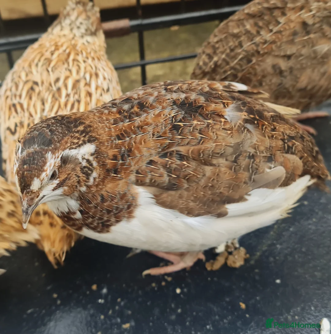 Quail poultry for sale: Jumbo Coturnix Quails & fertile eggs for hatching - Advert 1