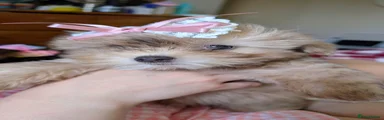 Chorkie 4