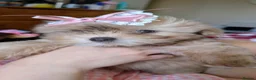 Chorkie dogs for sale: Beautiful Chorkie puppies for Sale  - Advert 2