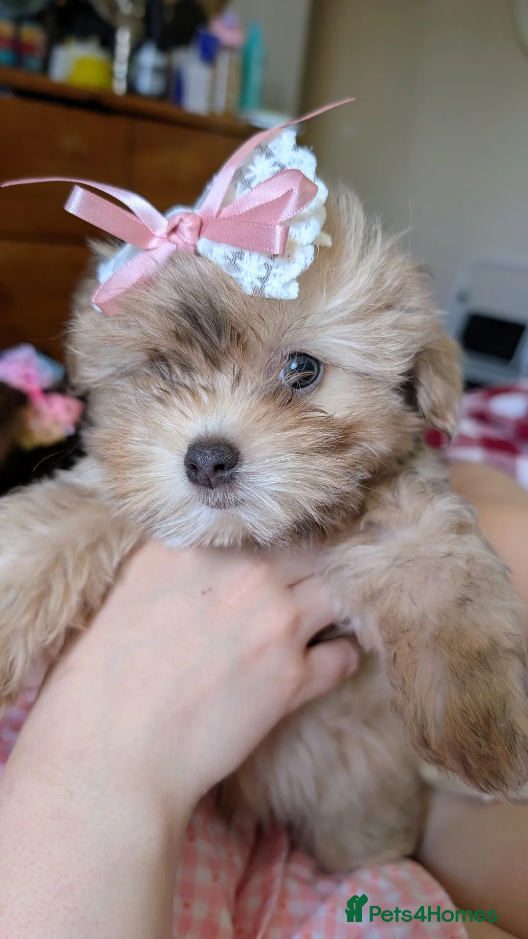 Chorkie dogs for sale: Beautiful Chorkie puppies for Sale  - Advert 2
