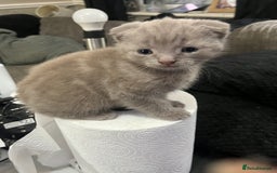 Scottish Fold cats for sale: Scottish fold kittens for sale  - Image 35
