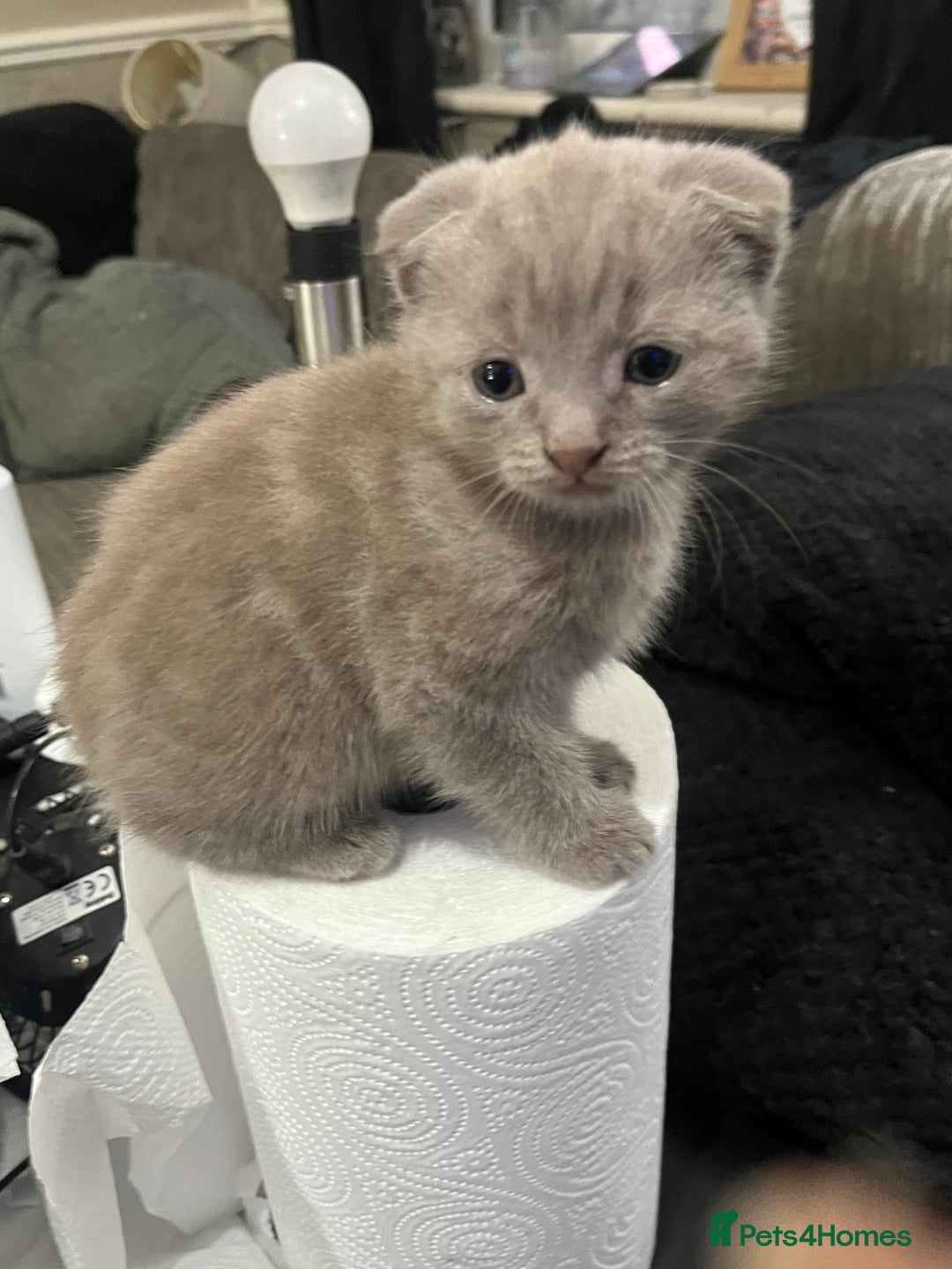 Scottish Fold cats for sale: Scottish fold kittens for sale  - Image 35
