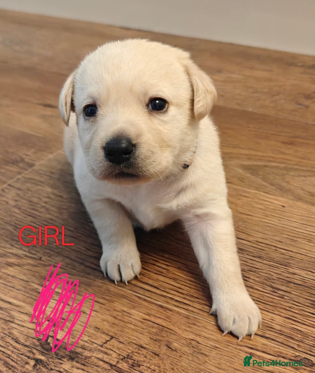 Labrador Retriever dogs for sale: Labrador Retriever Puppies - Image 5