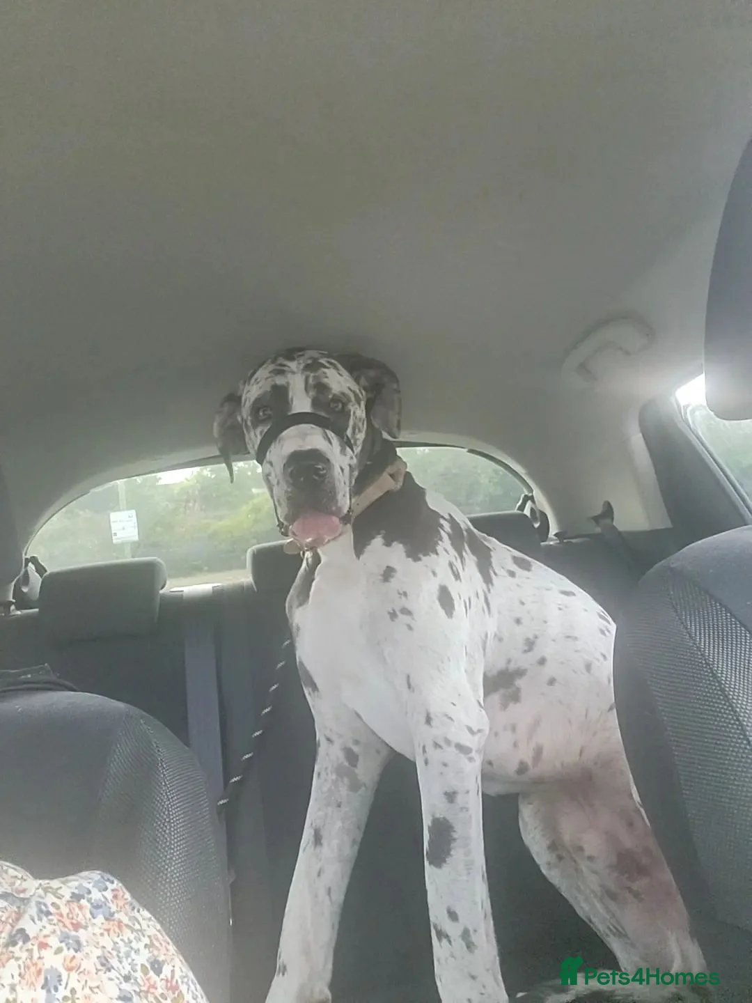 Great Dane dogs for stud: For stud - Advert 13