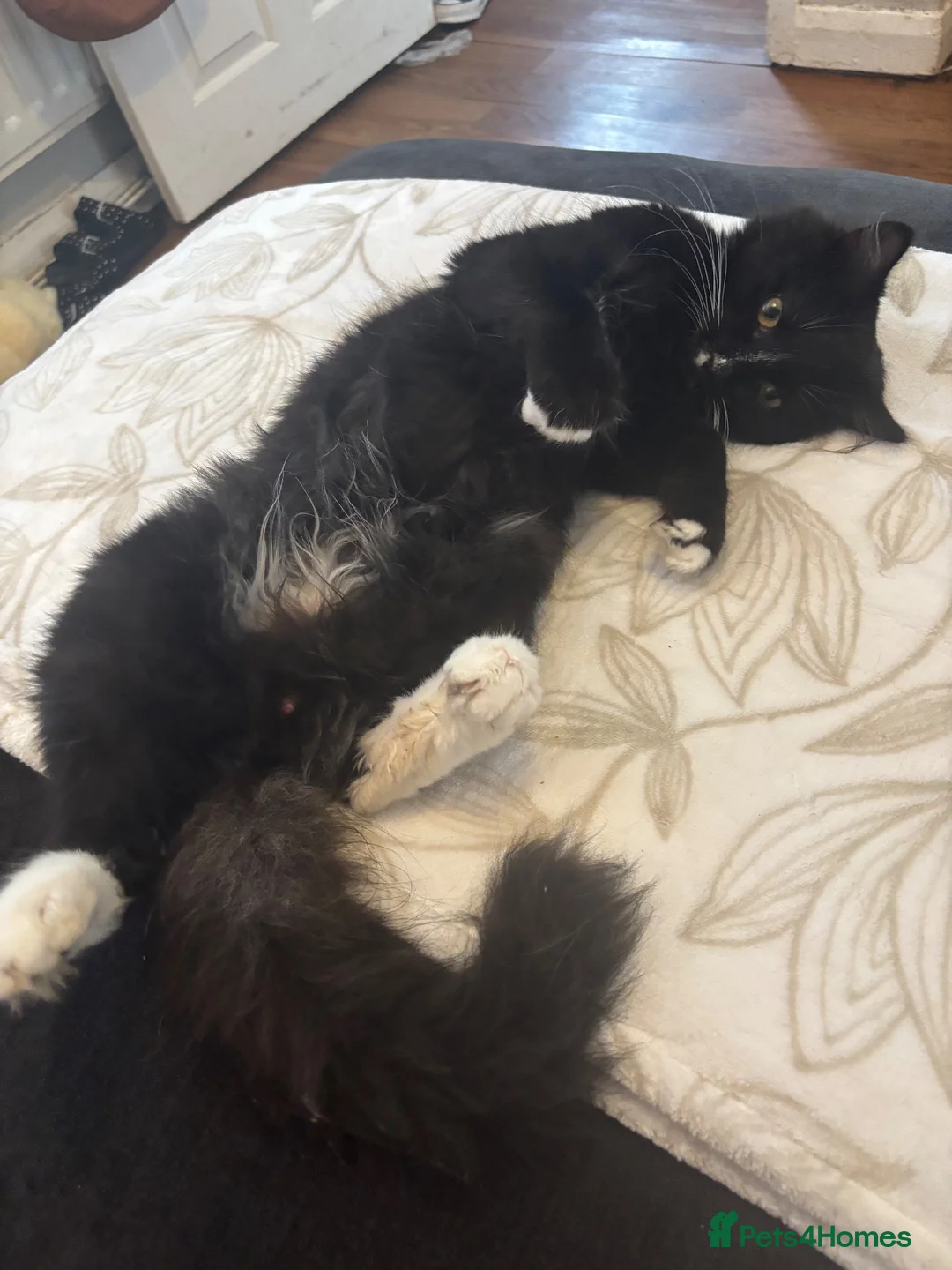 Mixed Breed cats for sale: Felix, definition of a cuddle bug ❤️ - Advert 5