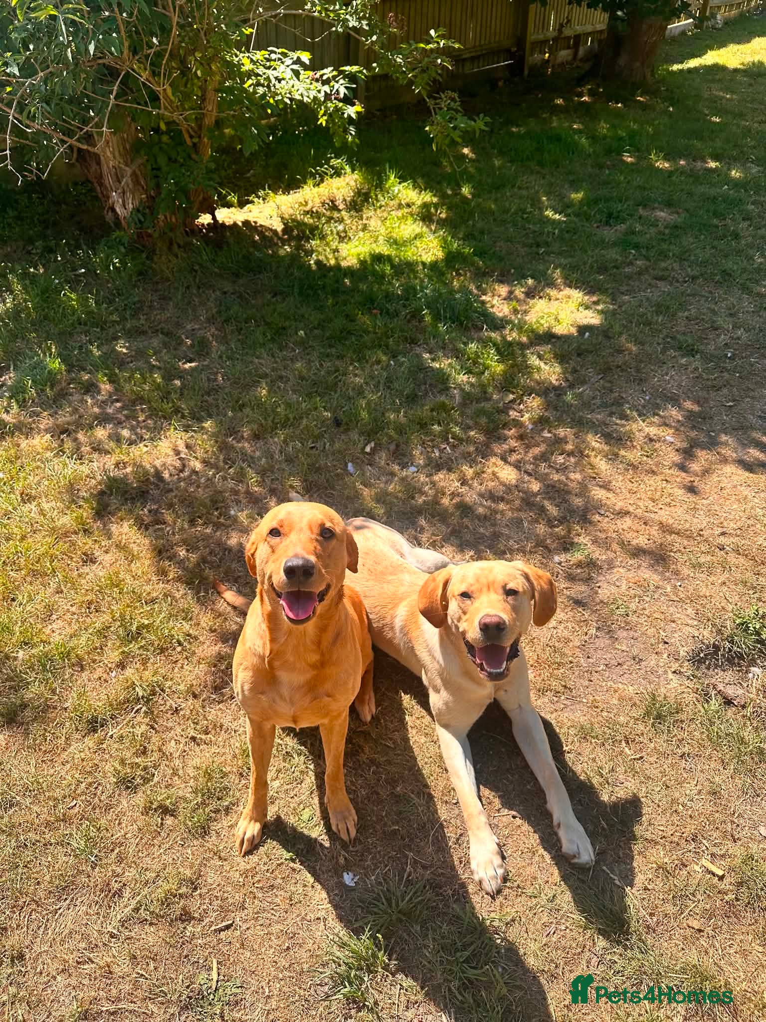 Labrador Retriever dogs Beautiful Labrador Puppies – Yellow & Fox Red - Advert 2