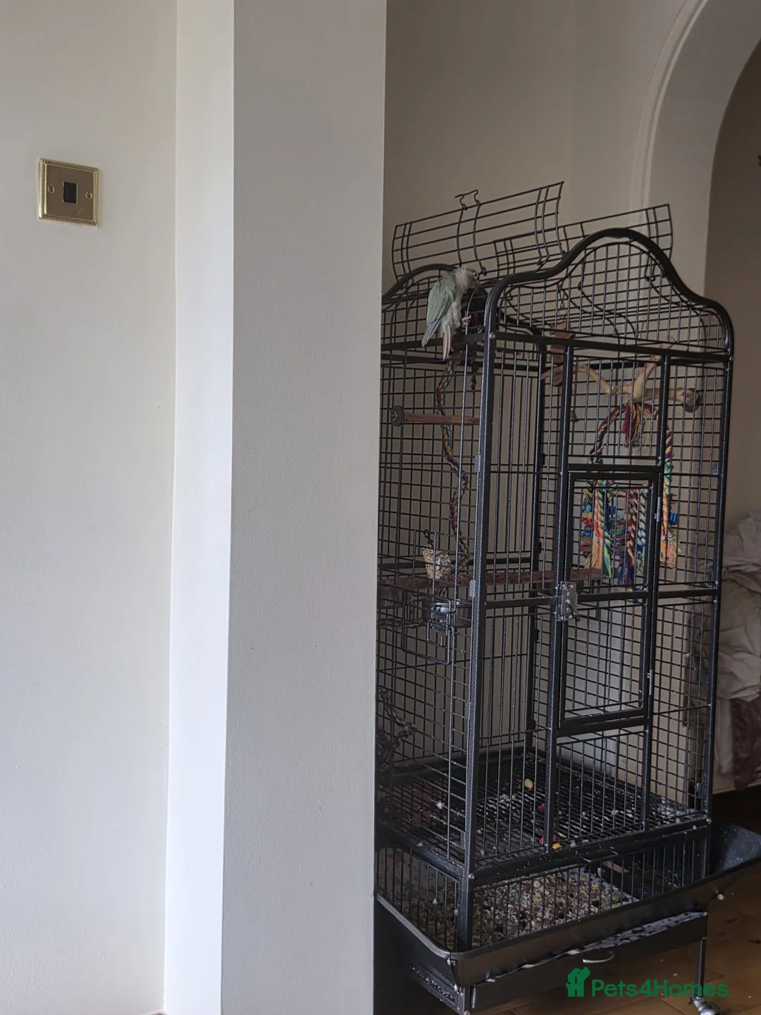 Conures birds for sale: Green Cheek Conure - Looking for new home - Advert 4