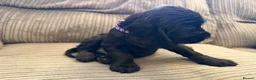 Cocker Spaniel dogs for sale: Beautiful show type cocker spaniel puppies - Advert 5