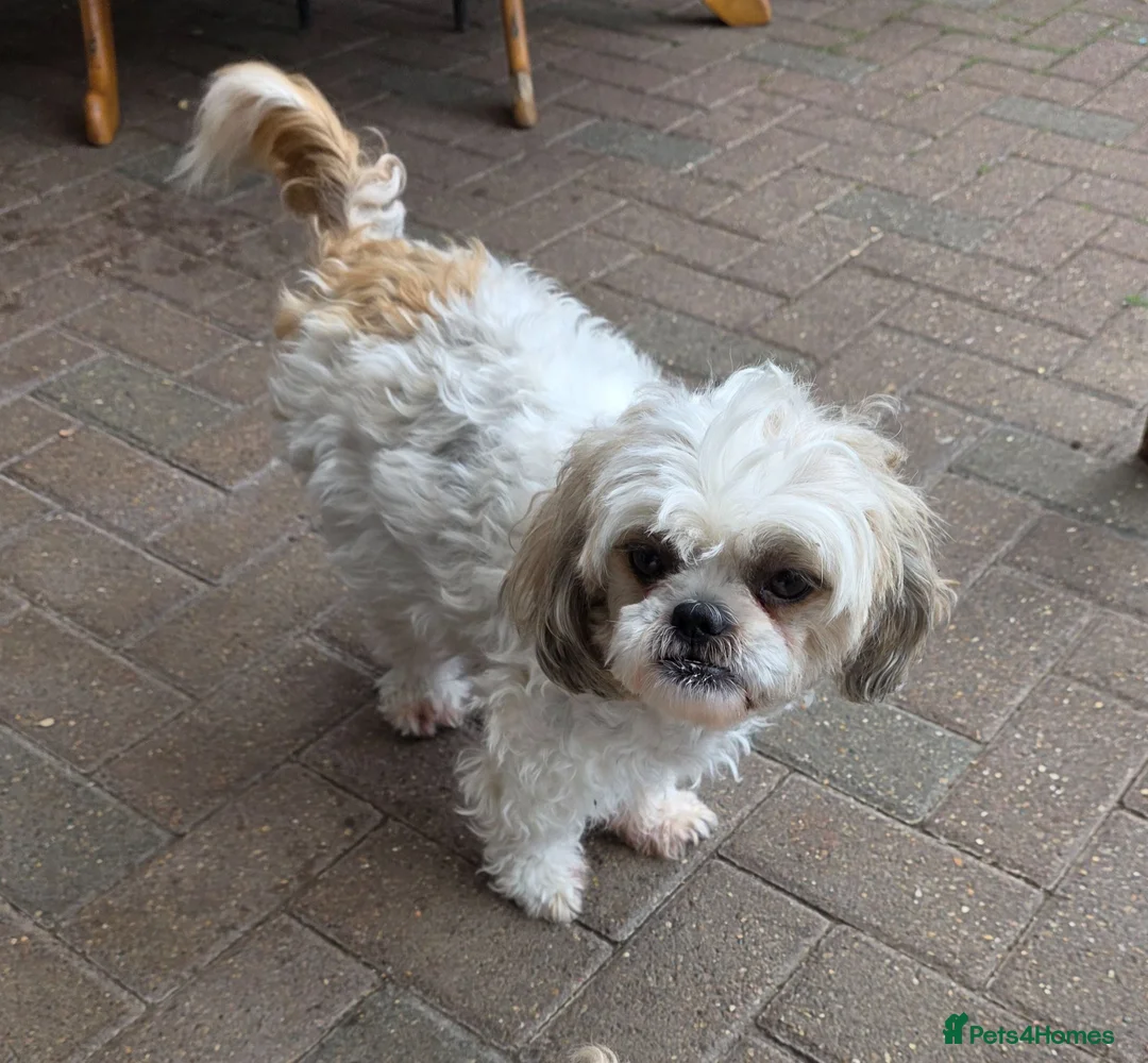 Mixed Breed dogs for sale: Cookie - Advert 1