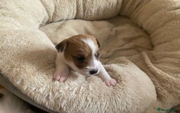 Jack Russell dogs for sale: Long/Broken coated Jack Russel - Image 5