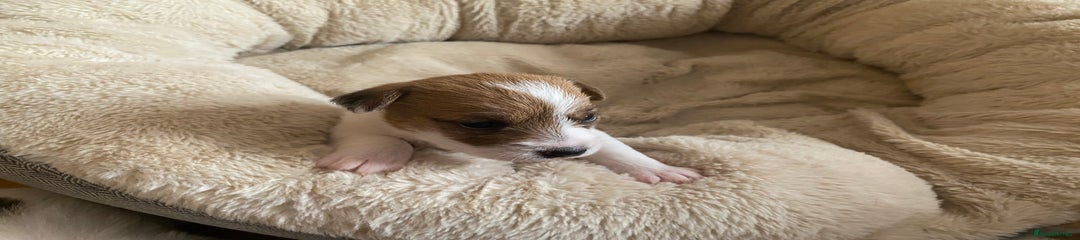 Jack Russell Puppy 5