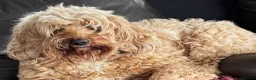 Australian Labradoodle dogs for sale: Fully health tested Australian Labradoodle puppies - Advert 8