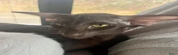 Havana Brown cats for sale: Exclusive Pedigree Havana Brown Kittens GCCF reg - Advert 3