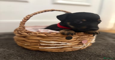 Mixed Breed dogs - Advert 7