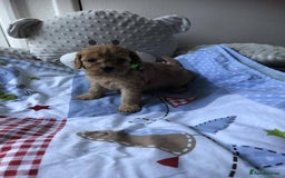 Cavapoo dogs for sale: Beautiful F1 Cavapoo puppies  - Image 4