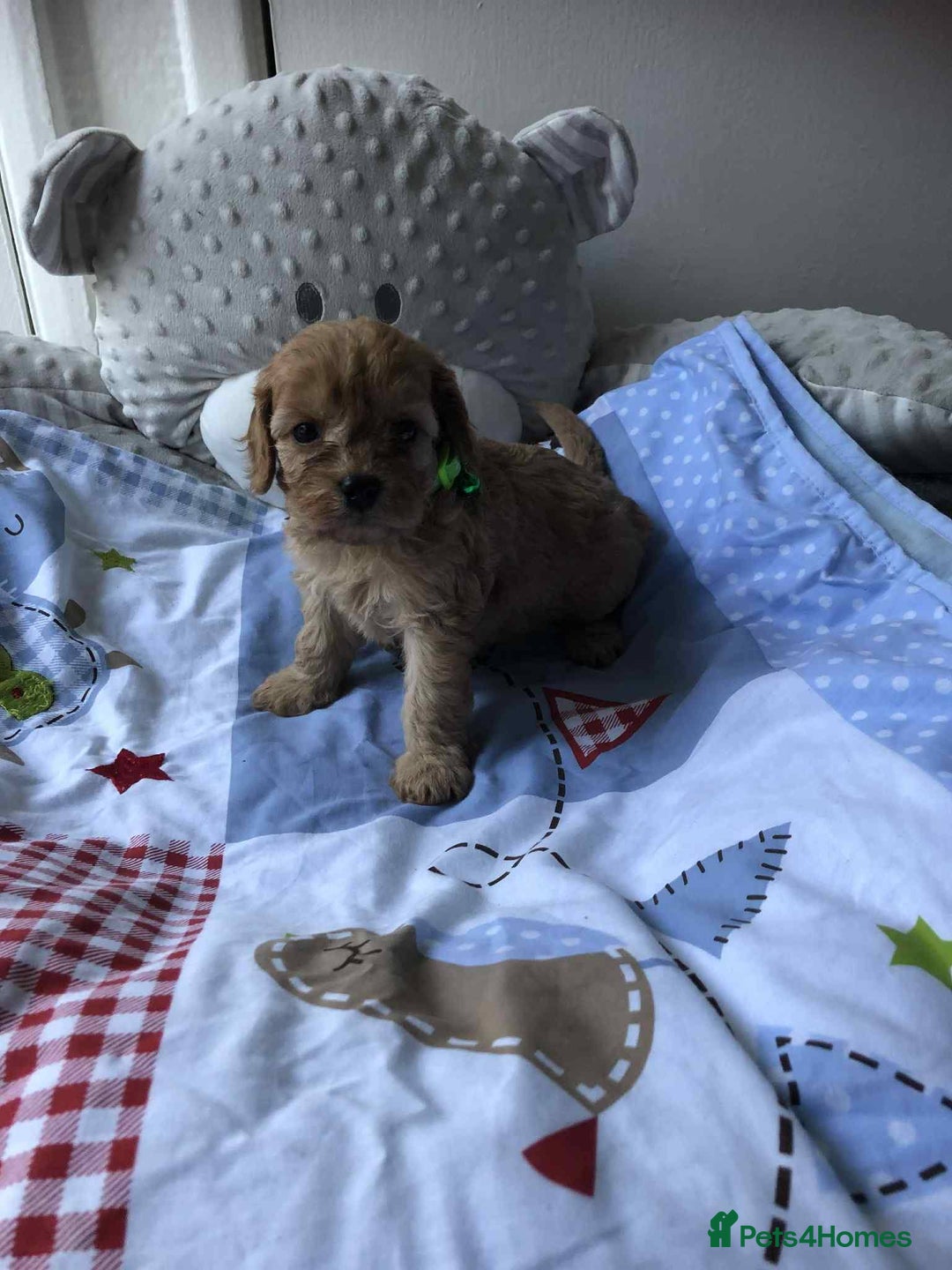Cavapoo dogs for sale: Beautiful F1 Cavapoo puppies  - Image 4