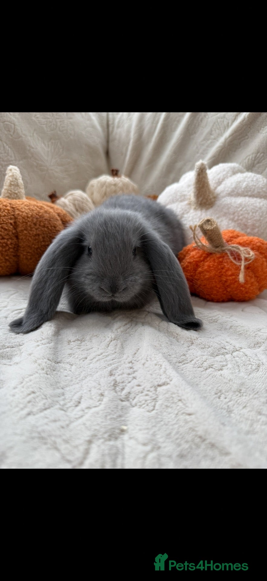 French Lop rabbits for sale: French Lop Baby Rabbits – Moorside Lops - Advert 1