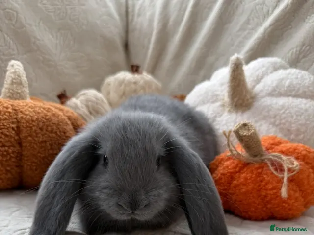 French Lop rabbits for sale: French Lop Baby Rabbits – Moorside Lops - Advert 1