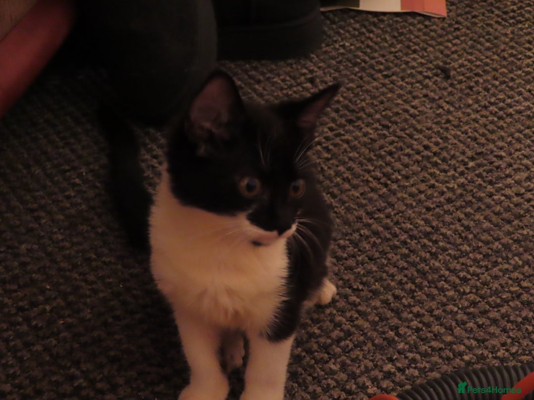 Mixed Breed cats for sale: Two kitten for sale - Image 7