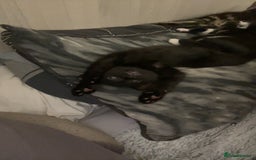 Mixed Breed cats for sale: 4 Lovely kittens  - Image 8