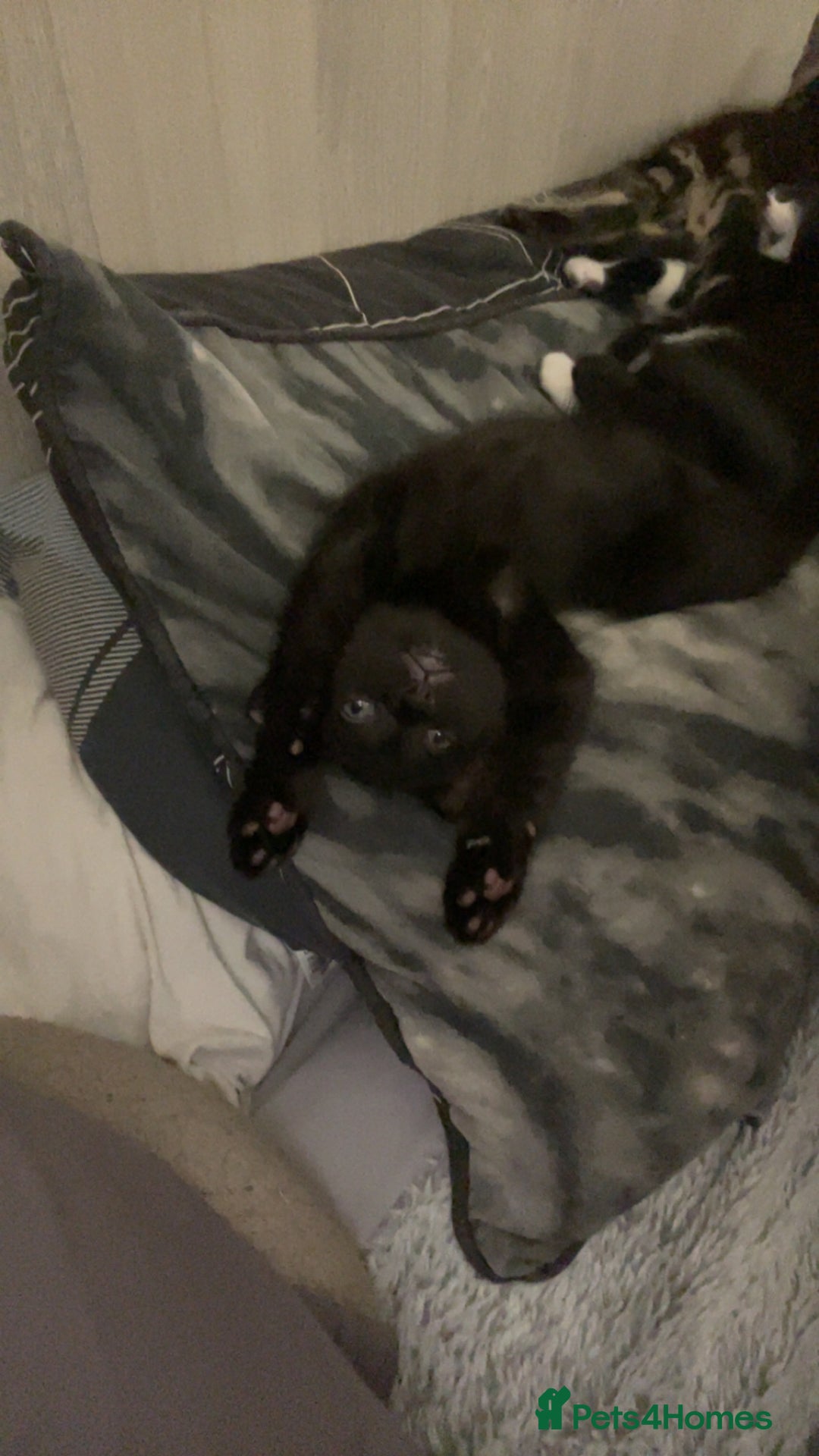 Mixed Breed cats for sale: 4 Lovely kittens  - Image 8