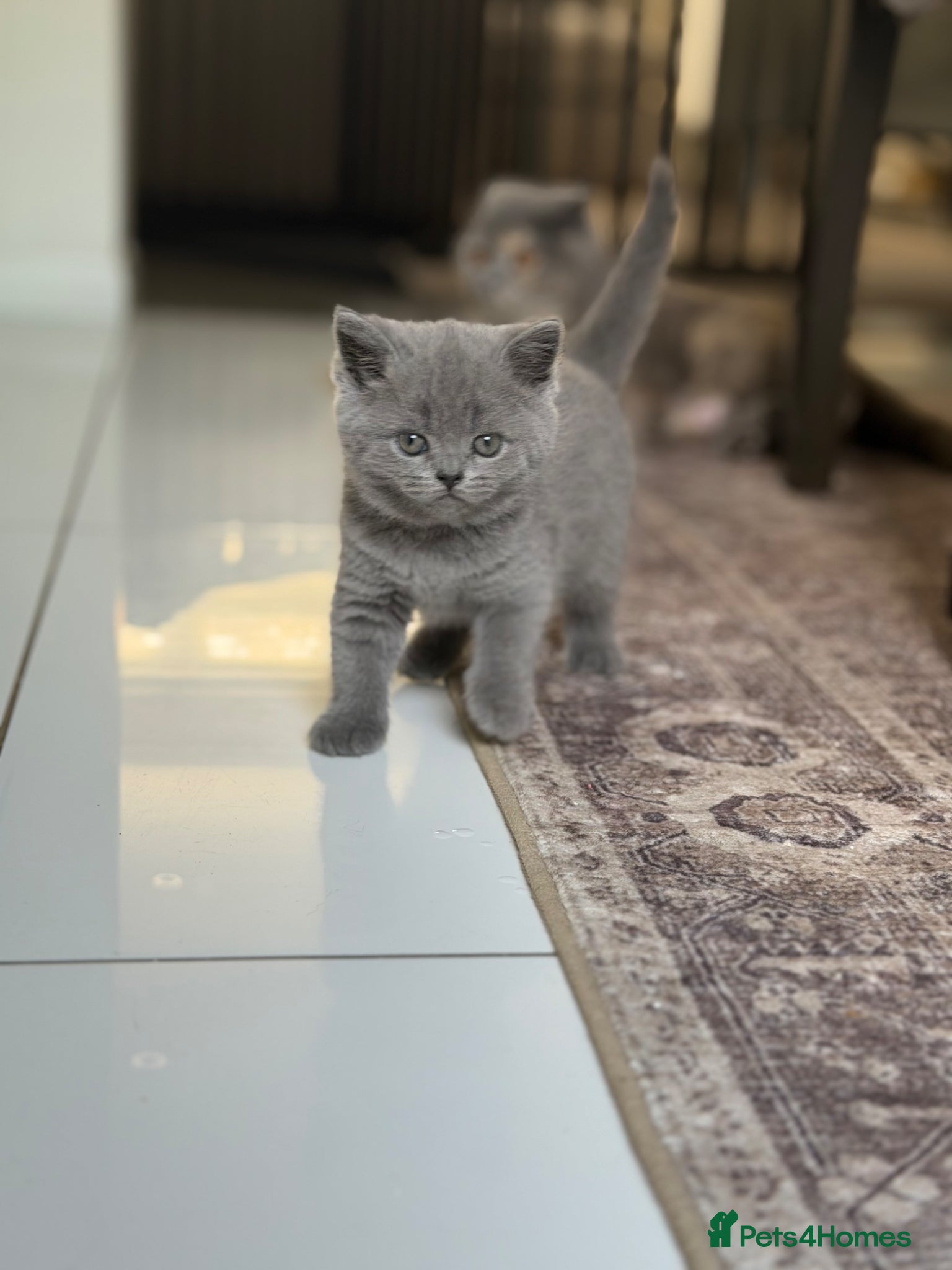 Scottish Fold cats for sale: Beautiful Scottish Fold Kittens Ready From 10/06 in Leatherhead - Advert 12