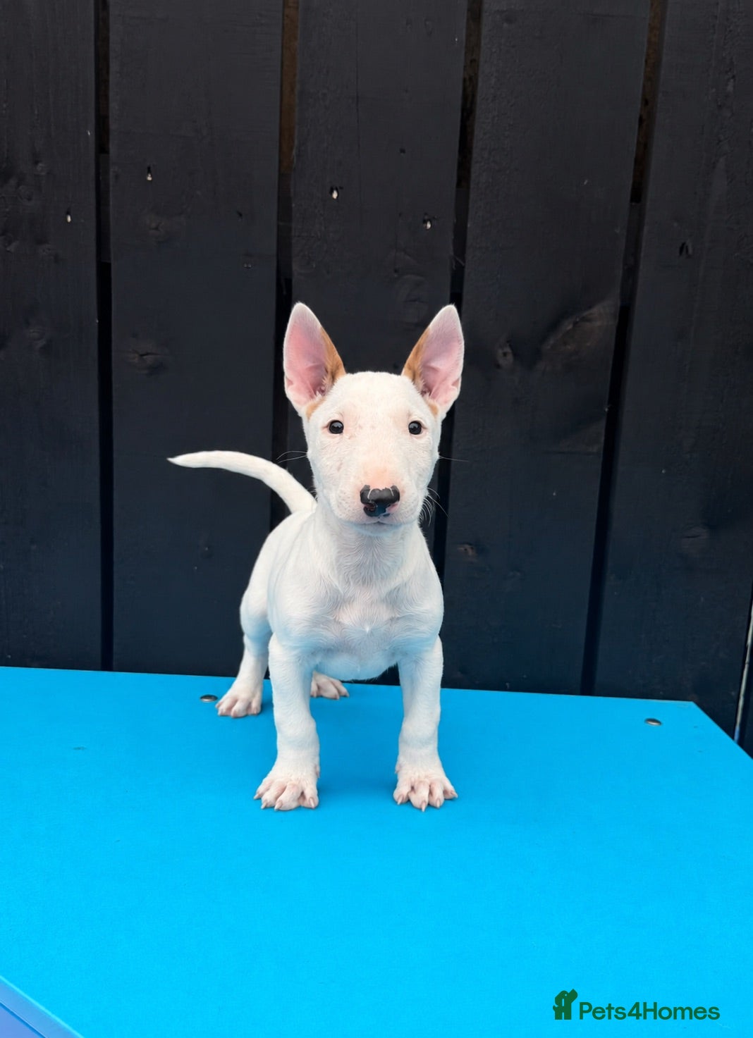 English Bull Terrier dogs Stunning English bull terrier puppies for sale  - Advert 2