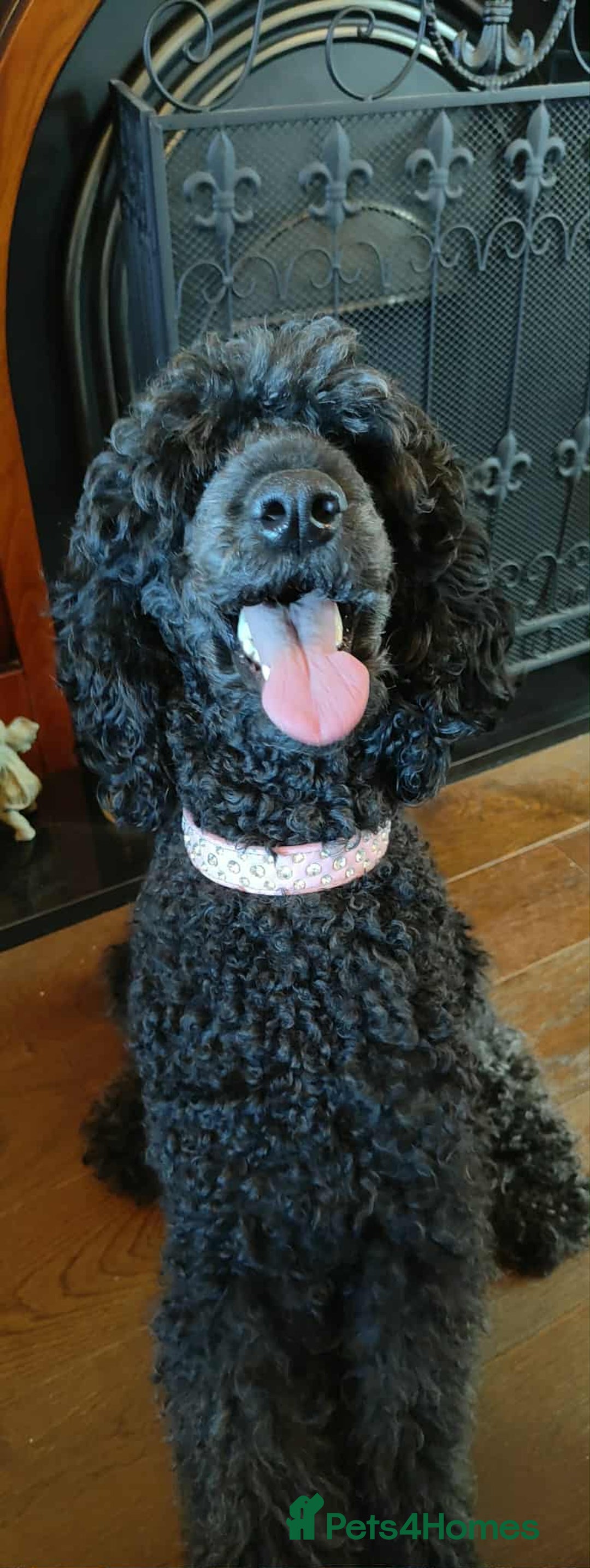 Shihpoo dogs for sale: Standard poodle x shihpoo - Image 5