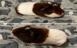Guinea Pig rodents for sale: Guinea Pig pairs Teddy and Lunkarya  - Image 5