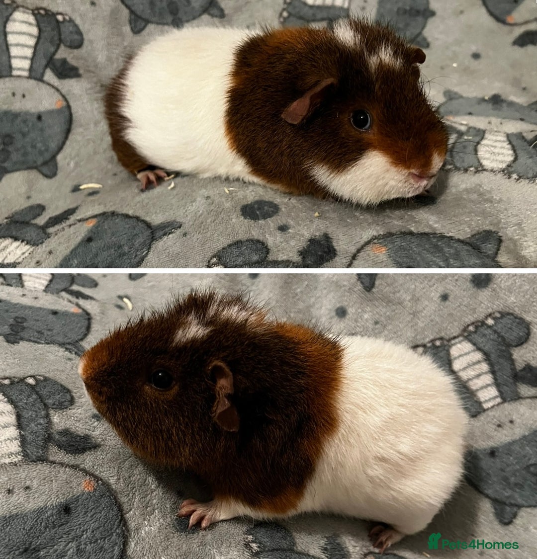 Guinea Pig rodents for sale: Guinea Pig pairs Teddy and Lunkarya  - Image 5
