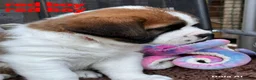 Saint Bernard dogs for sale: 5 stunning male St Bernard puppies in Rotherham - Advert 10