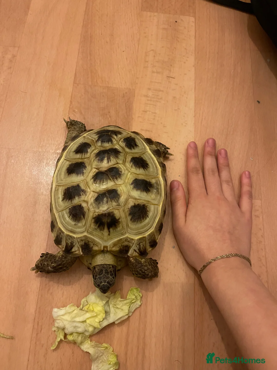 Tortoise reptiles for sale: Horsefield tortoise with pellets+calcium powder - Advert 8