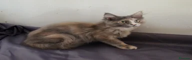 Maine Coon 4
