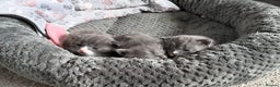 British Shorthair cats for sale: Two beautiful bi colour girls ready for new homes  - Advert 32