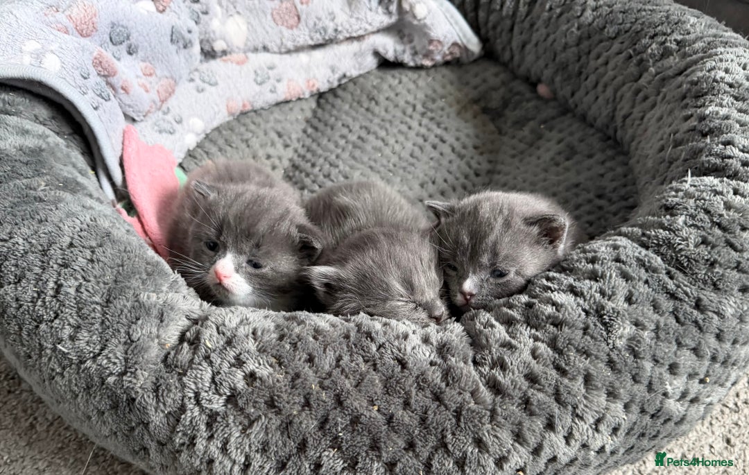 British Shorthair cats for sale: Two beautiful bi colour girls ready for new homes  - Advert 32