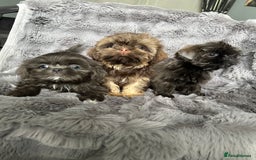 Shih Tzu dogs for sale: IMPERIAL PUPPIES READY NOW - Image 8