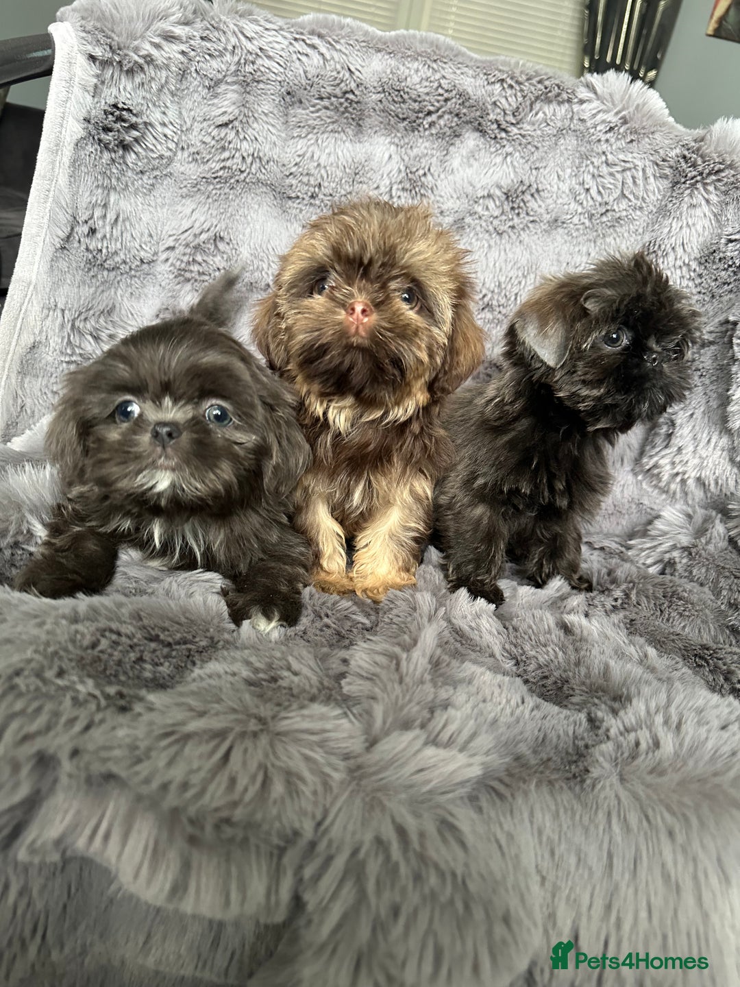 Shih Tzu dogs for sale: IMPERIAL PUPPIES READY NOW - Image 8