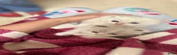 Mixed Breed cats for sale: 🐾 GORGEOUS BSH × LYNX POINT MIX - Advert 9