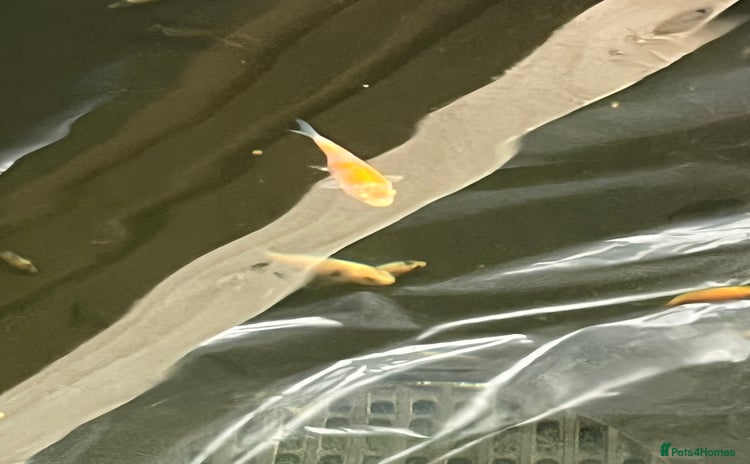 Koi Carp fish - Advert 4