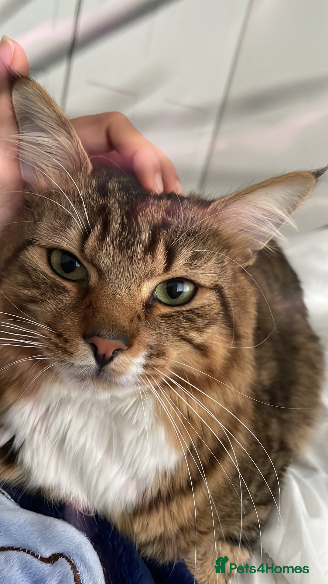 Mixed Breed cats for sale: Domestic Longhair cat - Image 3
