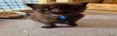 Apollo