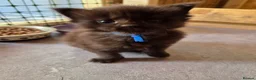 Maine Coon cats for sale: 1 Boy 1 Girl TAKE HOME TODAY - Advert 39