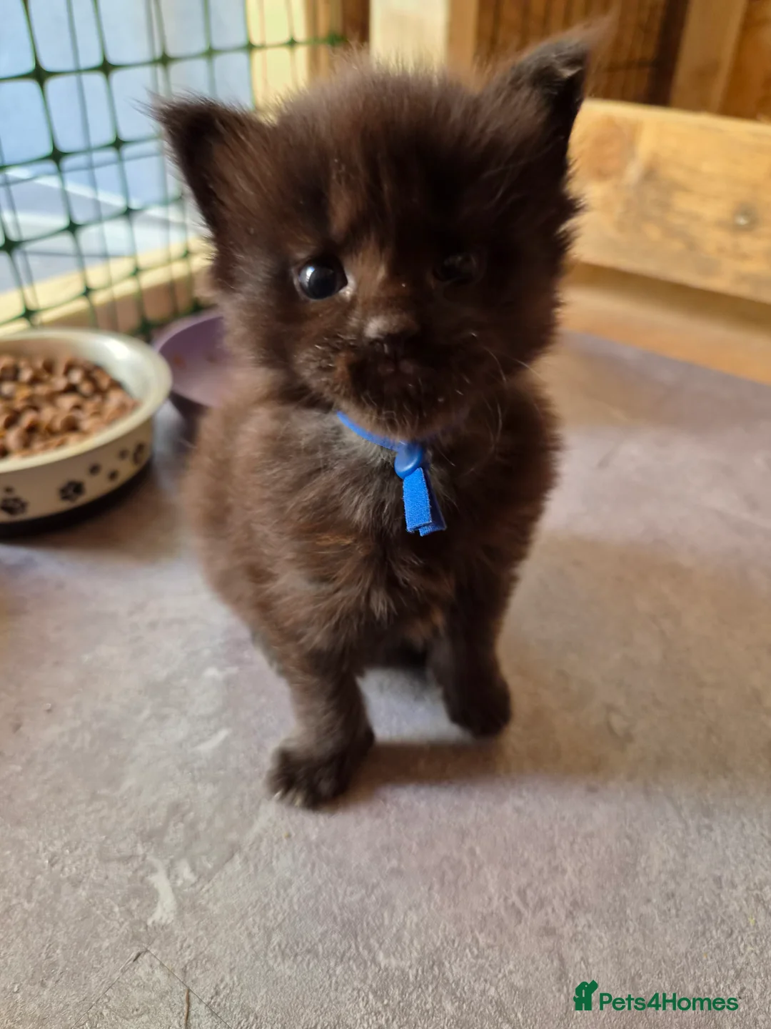 Maine Coon cats for sale: 1 Boy 1 Girl TAKE HOME TODAY - Advert 39
