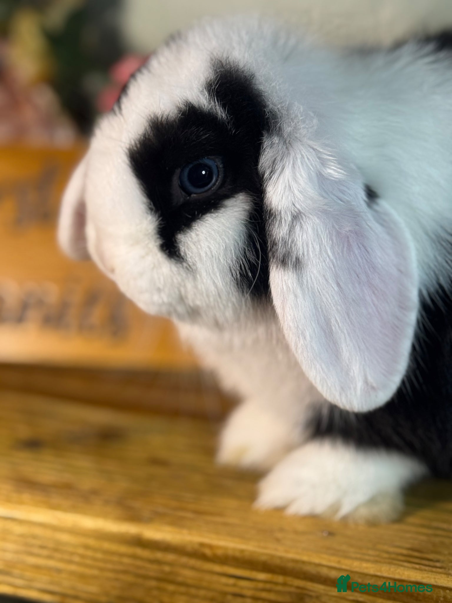 Mini Lop rabbits Gorgeous *vaccinated* pure mini lop babies - Advert 2