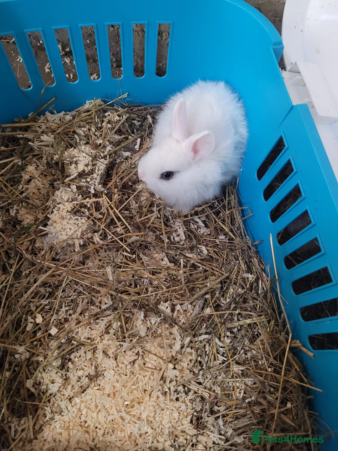 Mixed Breed rabbits for sale: Rabbits in Rotherham - Advert 14