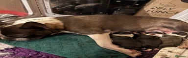 Boston Terrier 4