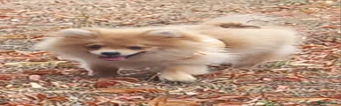 Pomeranian 3