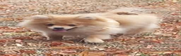 Pomeranian dogs for sale: Beautiful pomeranian puppies - Advert 2