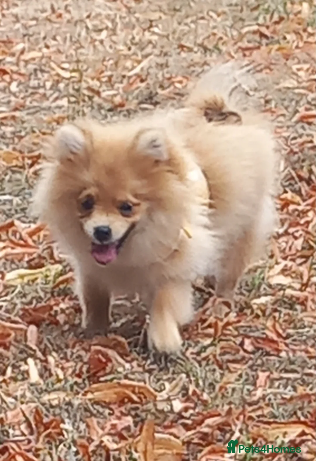 Pomeranian dogs for sale: Beautiful pomeranian puppies - Advert 2